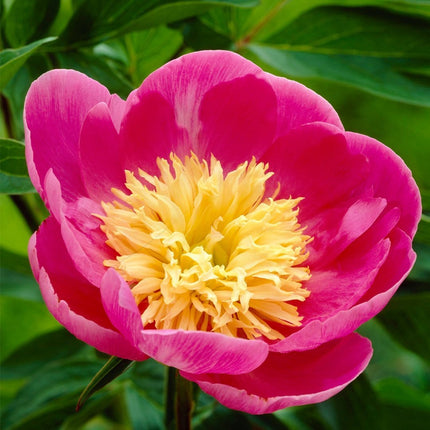 50cm Peony 'Bowl of Love' | 3L Pot Perennial Bedding