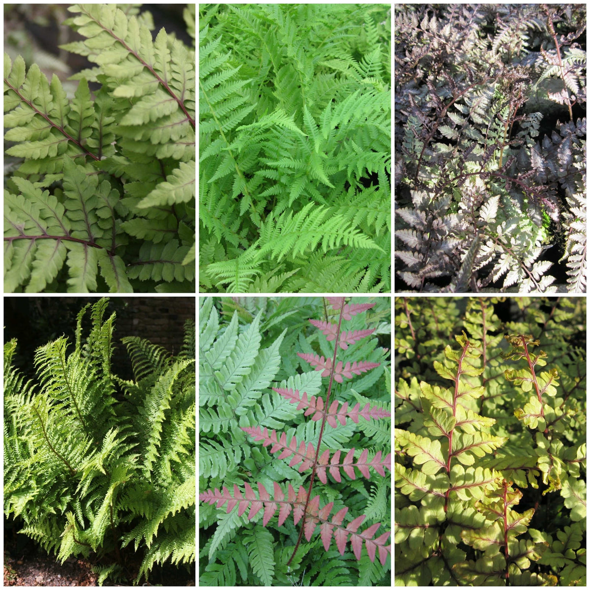 Premium Fern Collection – Roots Plants