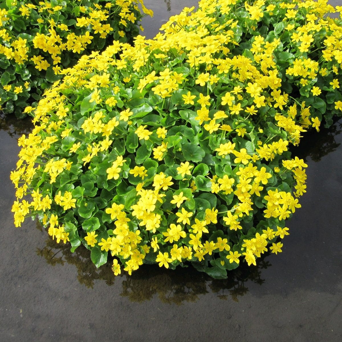 Marsh Marigold – Roots Plants