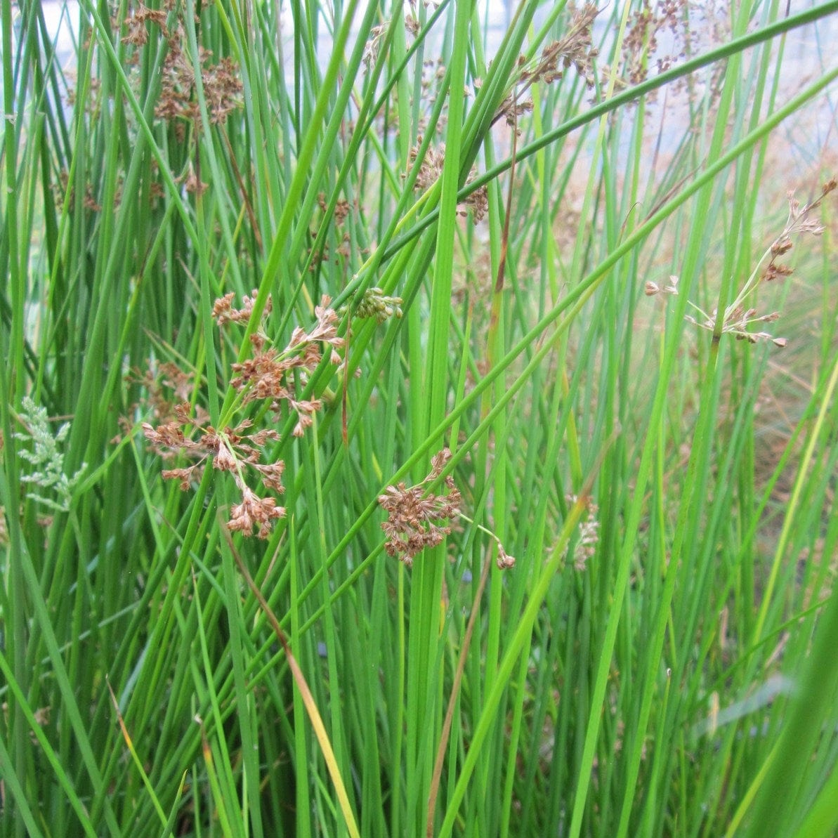 Soft Rush | Juncus effusus – Roots Plants