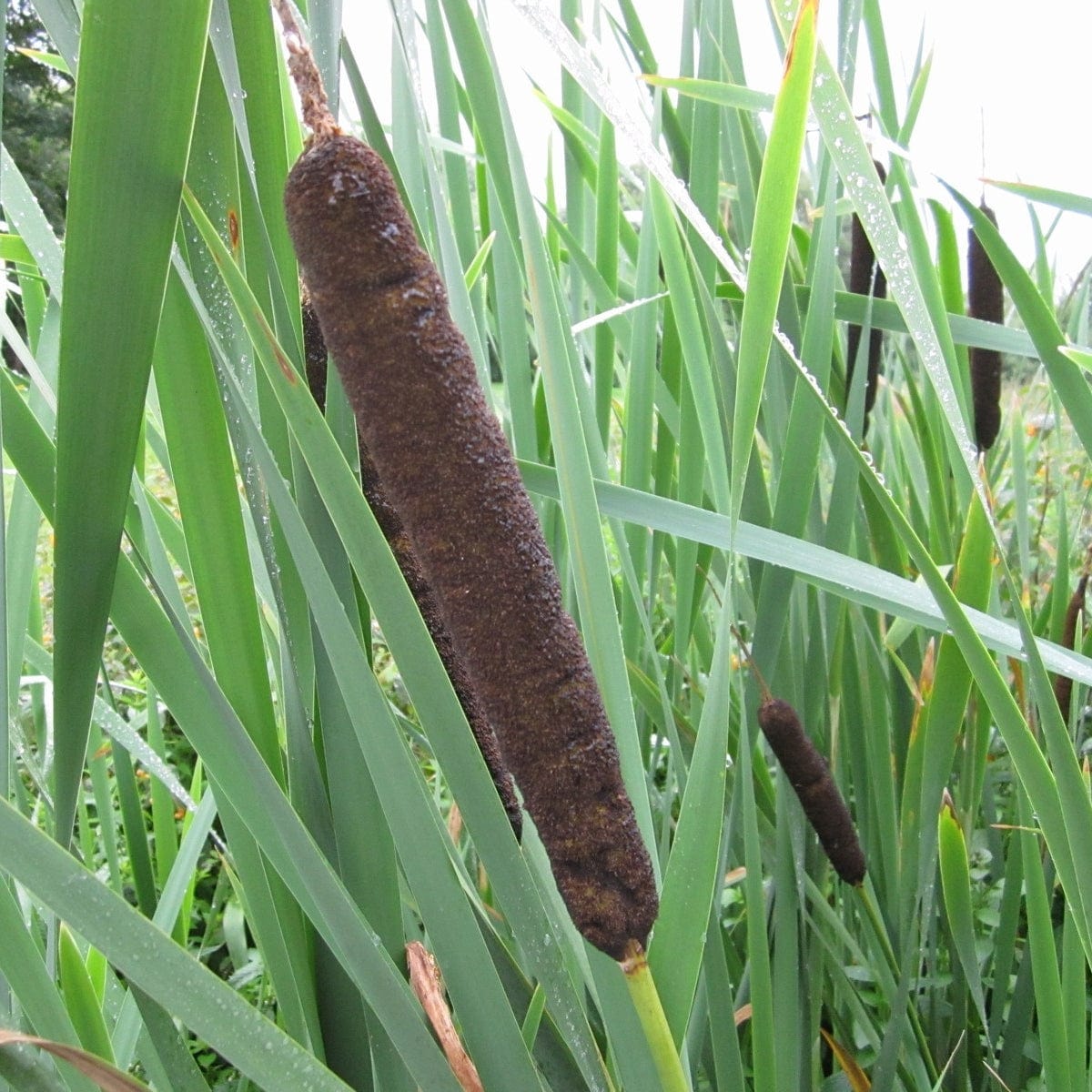 Common Bulrush | Typha latifolia