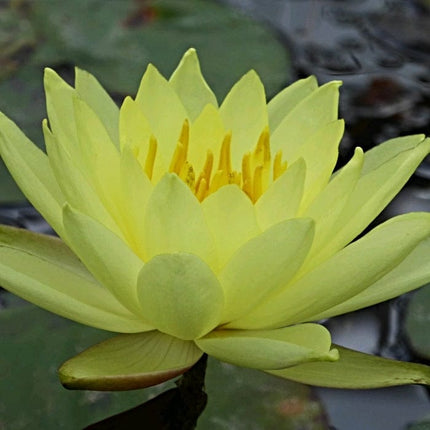 Water Lily | Nymphaea Lemon Mist Pond Plants