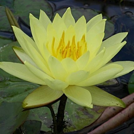 Water Lily | Nymphaea Lemon Mist Pond Plants