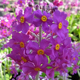 Bee's Primula | Primula Beesiana Pond Plants