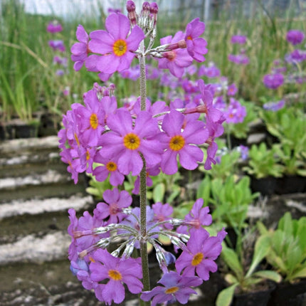 Bee's Primula | Primula Beesiana Pond Plants