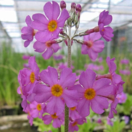 Bee's Primula | Primula Beesiana Pond Plants