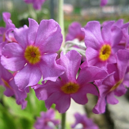 Bee's Primula | Primula Beesiana Pond Plants