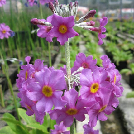 Bee's Primula | Primula Beesiana Pond Plants