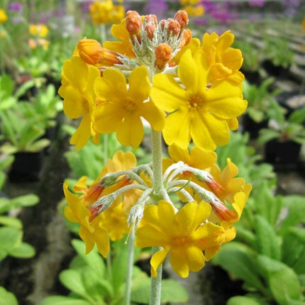 Bee's Primula | Primula Beesiana Pond Plants