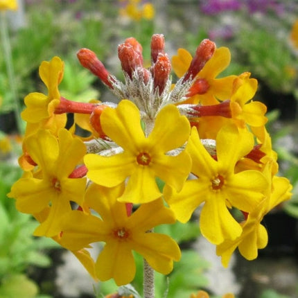 Bee's Primula | Primula Beesiana Pond Plants