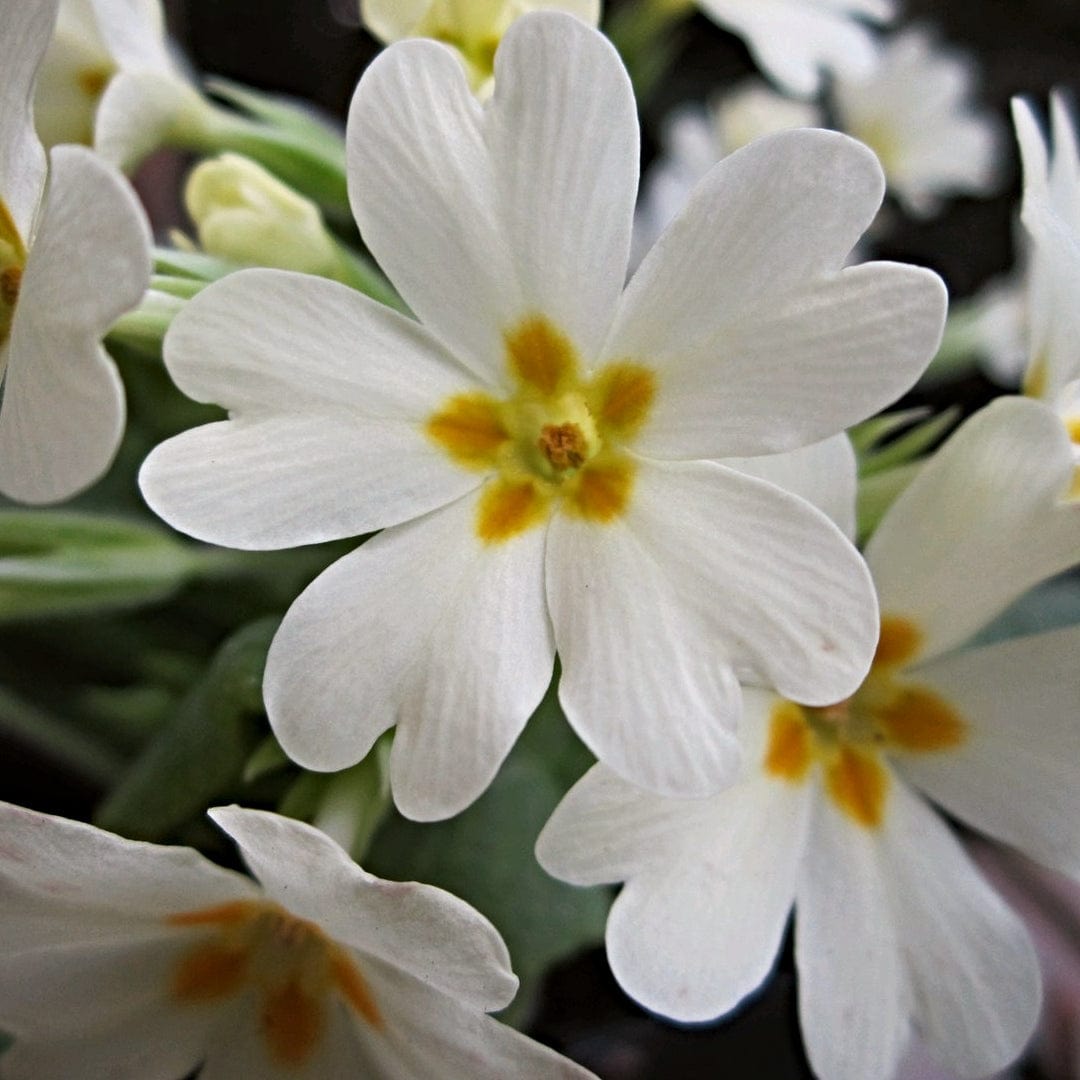 Wild Primrose | Primula Vulgaris – Roots Plants