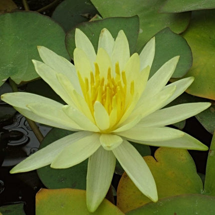 Water Lily 'Colonel A J Welch' | Nymphaea | 3L Pot Pond Plants