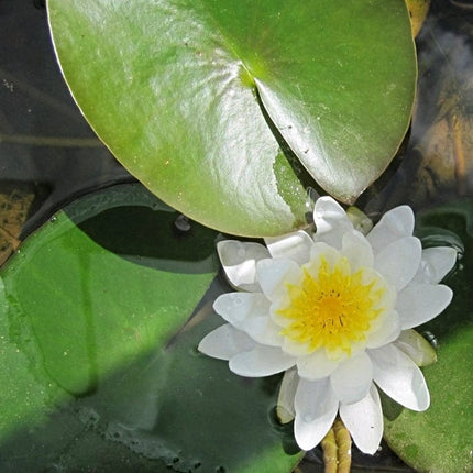 Water Lily | Nymphaea marliacea 'Albida' | 3L Pot Pond Plants