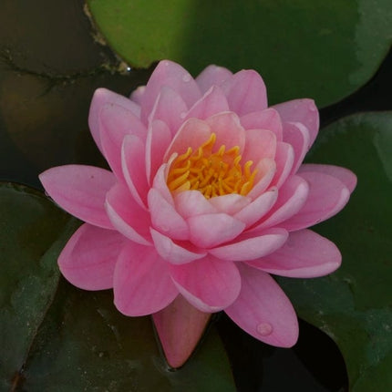 Fragrant Water Lily 'Pink Peony' | Nymphaea | 3L Pot Pond Plants