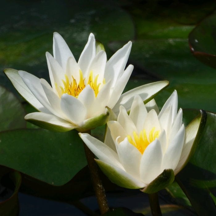 Dwarf Water Lily 'Snow Princess' | Nymphaea | 2L Pot – Roots Plants