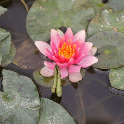 Dwarf Water Lily 'Solfatare' | Nymphaea | 3L Pot Pond Plants