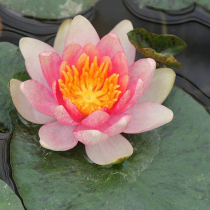 Dwarf Water Lily 'Solfatare' | Nymphaea | 3L Pot Pond Plants