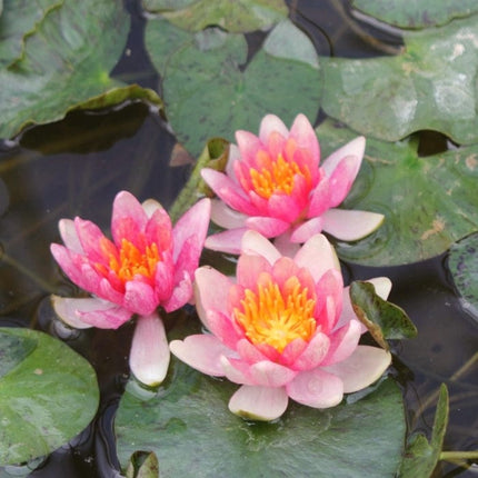 Dwarf Water Lily 'Solfatare' | Nymphaea | 3L Pot Pond Plants