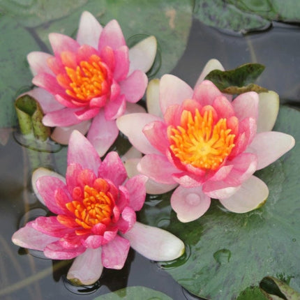 Dwarf Water Lily 'Solfatare' | Nymphaea | 3L Pot Pond Plants