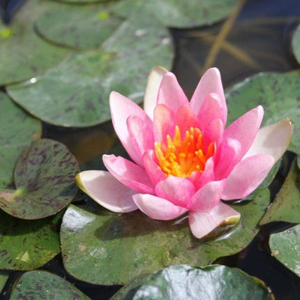 Dwarf Water Lily 'Solfatare' | Nymphaea | 3L Pot Pond Plants