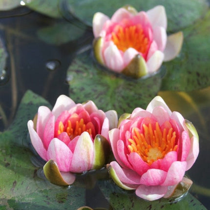 Dwarf Water Lily 'Solfatare' | Nymphaea | 3L Pot Pond Plants