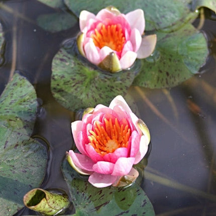 Dwarf Water Lily 'Solfatare' | Nymphaea | 3L Pot Pond Plants