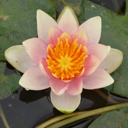 Dwarf Water Lily 'Solfatare' | Nymphaea | 3L Pot Pond Plants