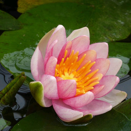 Dwarf Water Lily 'Solfatare' | Nymphaea | 3L Pot Pond Plants