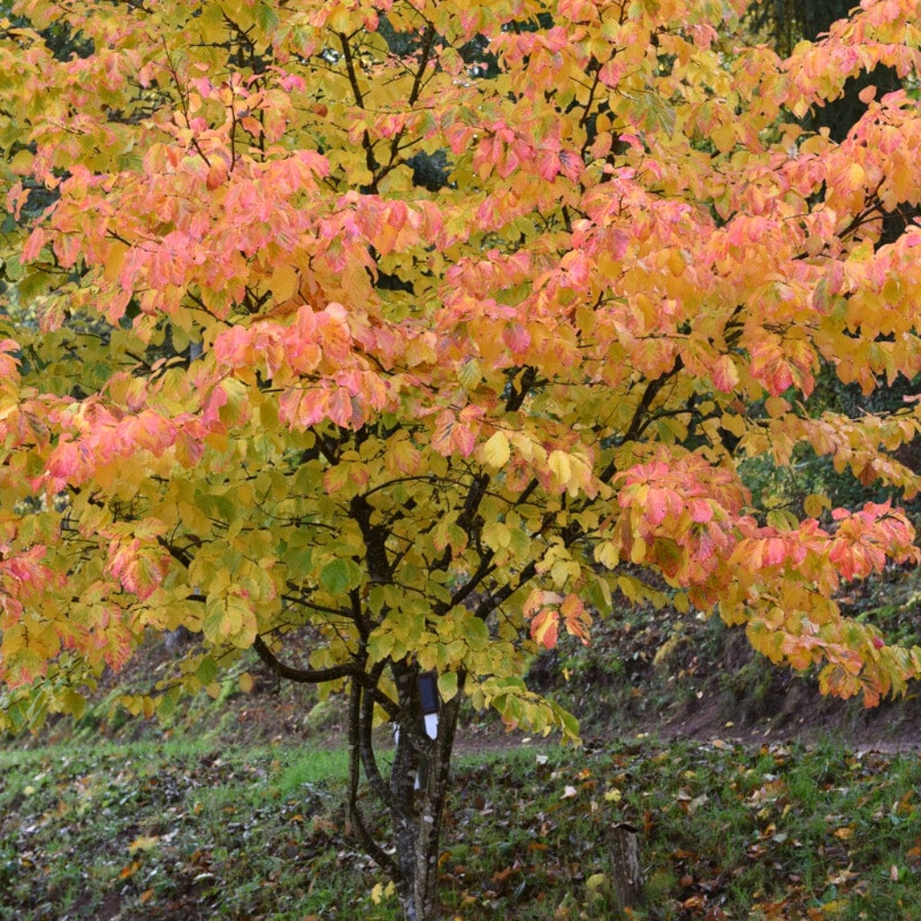 Persian Ironwood Tree | Parrotia persica 'Bella' – Roots Plants