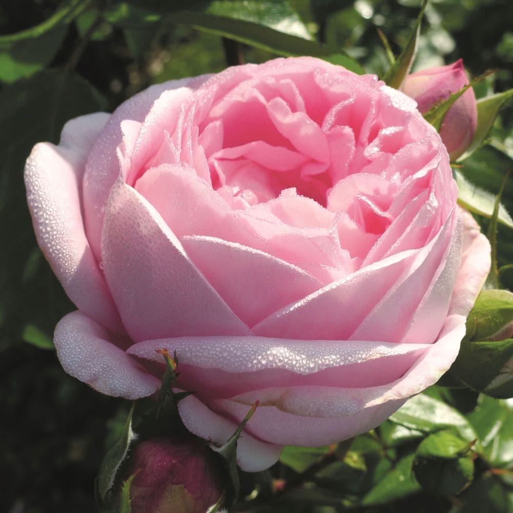 'Pink Martini' Hybrid Tea Rose – Roots Plants