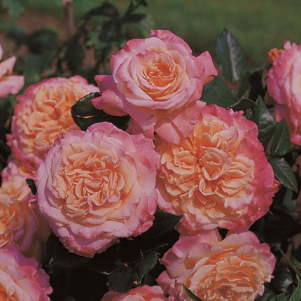 Rachel' Hybrid Tea Rose Shrubs