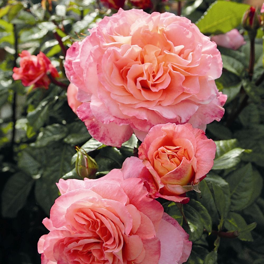 'Rachel' Hybrid Tea Rose – Roots Plants