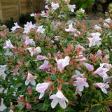 Abelia Sunshine Daydream Shrubs