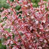 Berberis 'Harlequin' | Japanese Barberry Shrubs