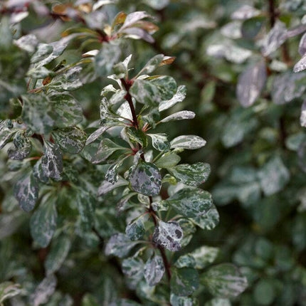 Berberis 'Harlequin' | Japanese Barberry | 3L pot Shrubs