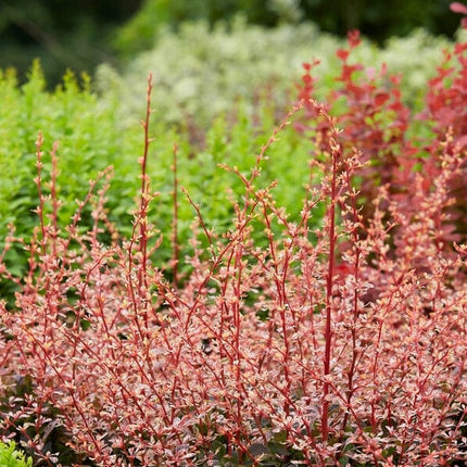 Berberis 'Harlequin' | Japanese Barberry | 3L pot Shrubs