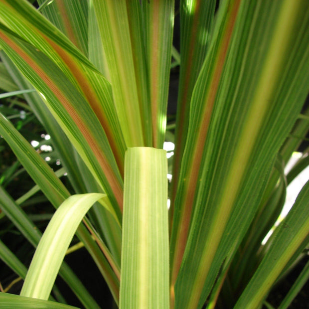 Cordyline australis | New Zealand Palm | 2L pot Shrubs