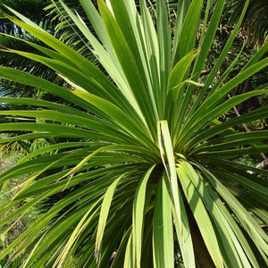 Cordyline australis | New Zealand Palm Shrubs