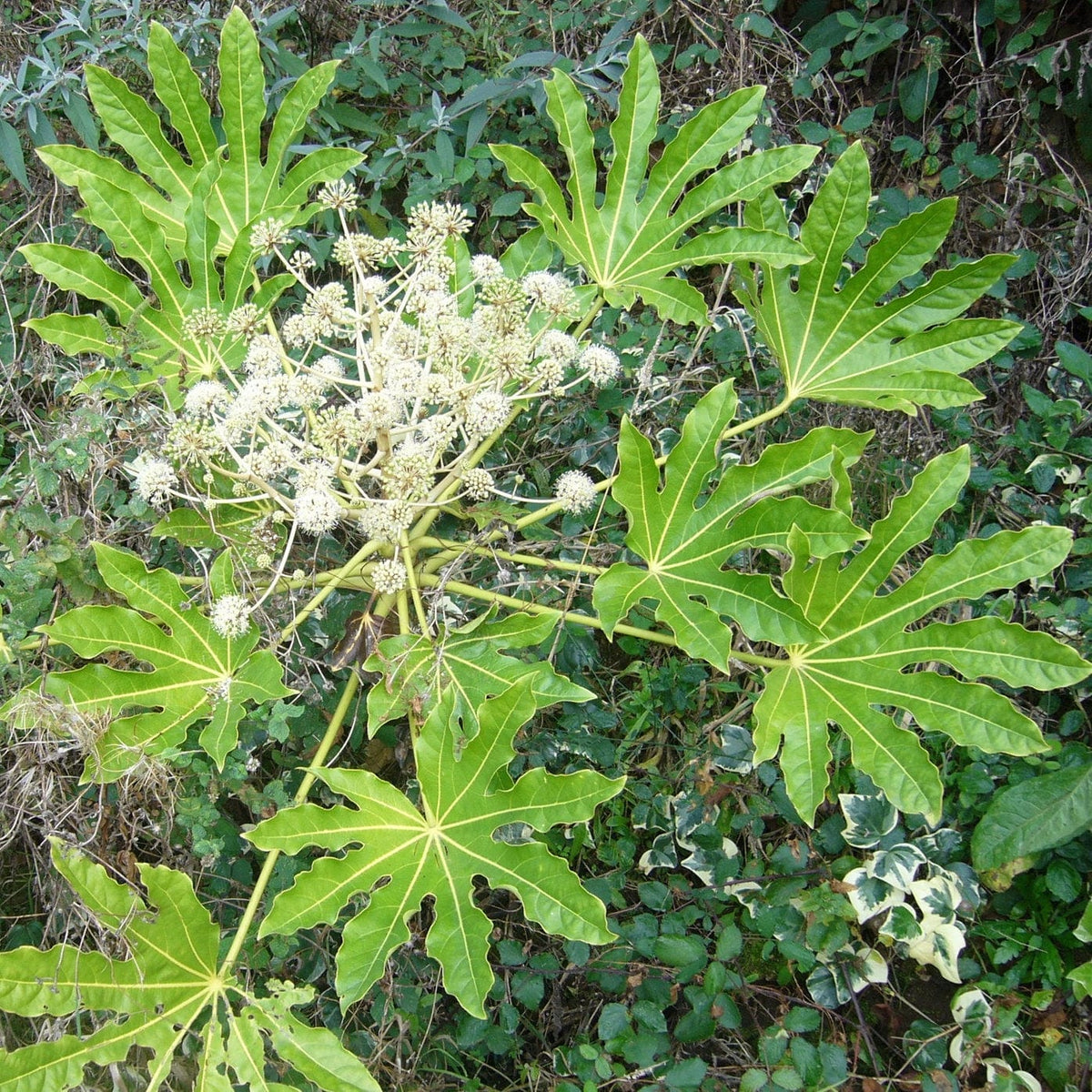 Fatsia japonica - Roots Plants