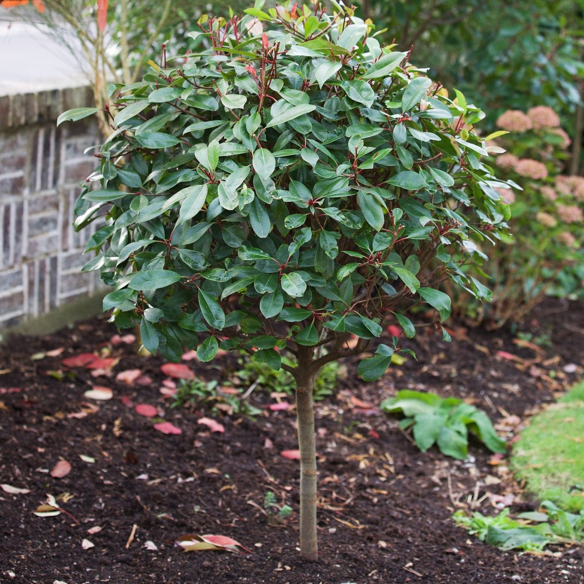 Photinia 'Red Robin' - Roots Plants