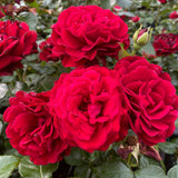 Shrub Rose 'Draga Frayla®' | 4.5L Pot Shrubs