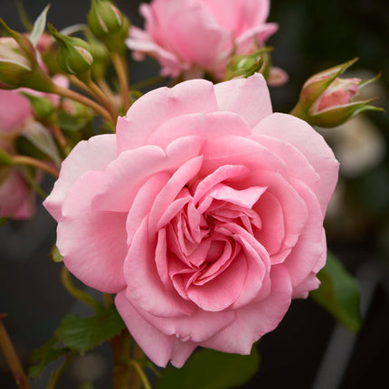 Climbing Rose 'Mamma Mia Courtyard®' | 4.5L Pot Shrubs