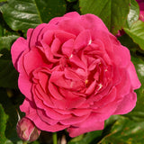 Climbing Rose 'Pasillo Courtyard®' | 4.5L Pot Shrubs