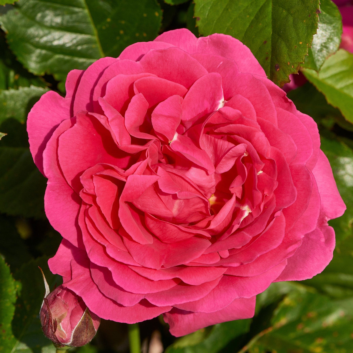 'Pasillo Courtyard®' Climbing Rose – Roots Plants