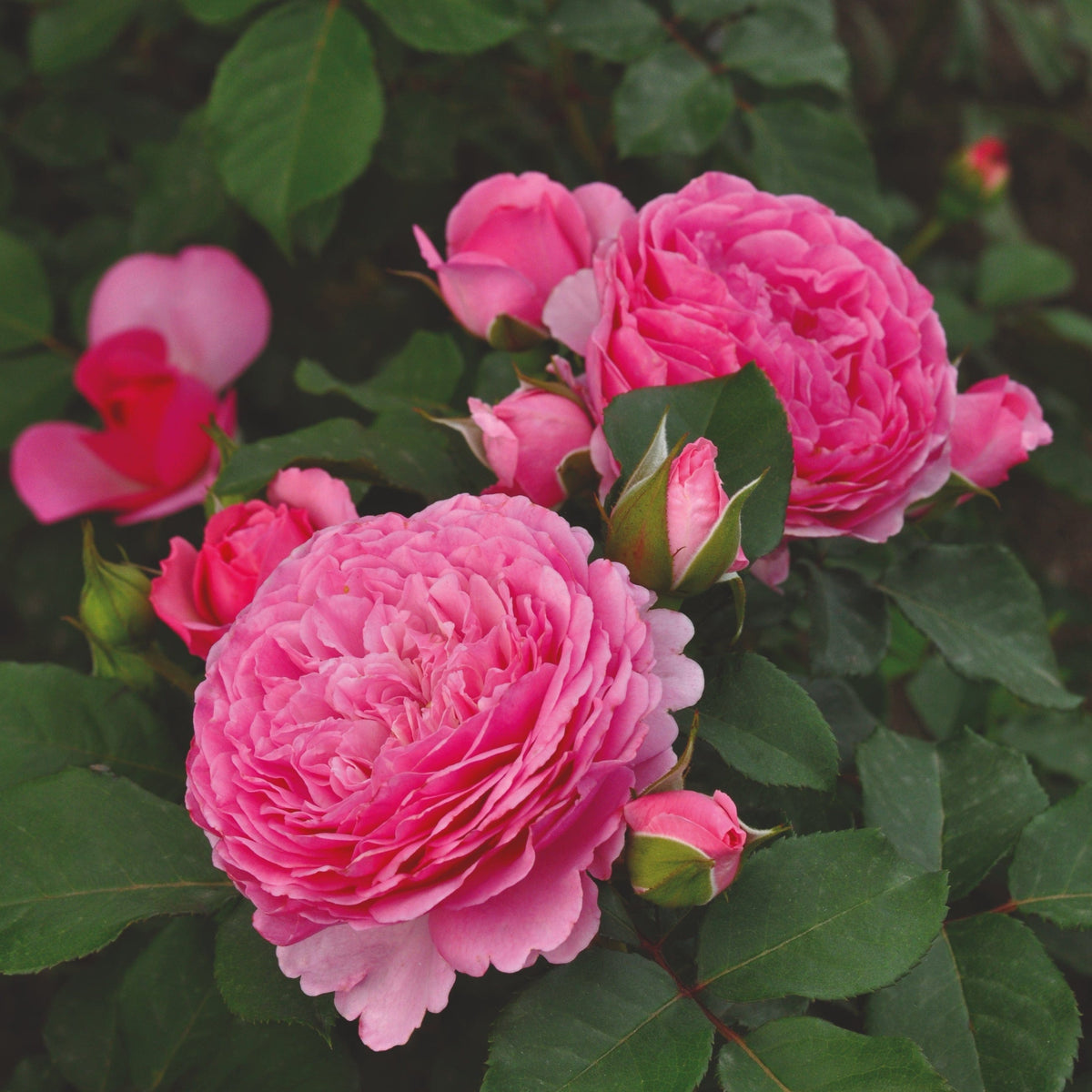 'Ava Bella®' Shrub Rose - Roots Plants