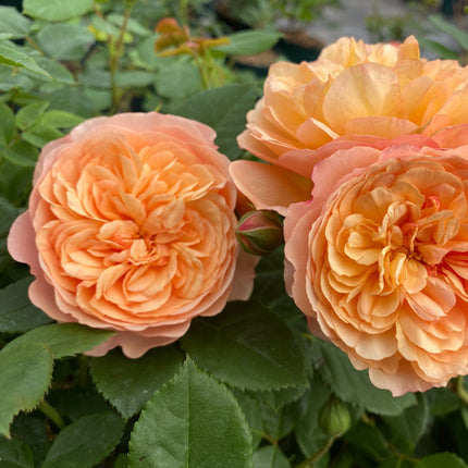 Shrub Rose 'Natalija Frayla®' | 4.5L Pot Shrubs