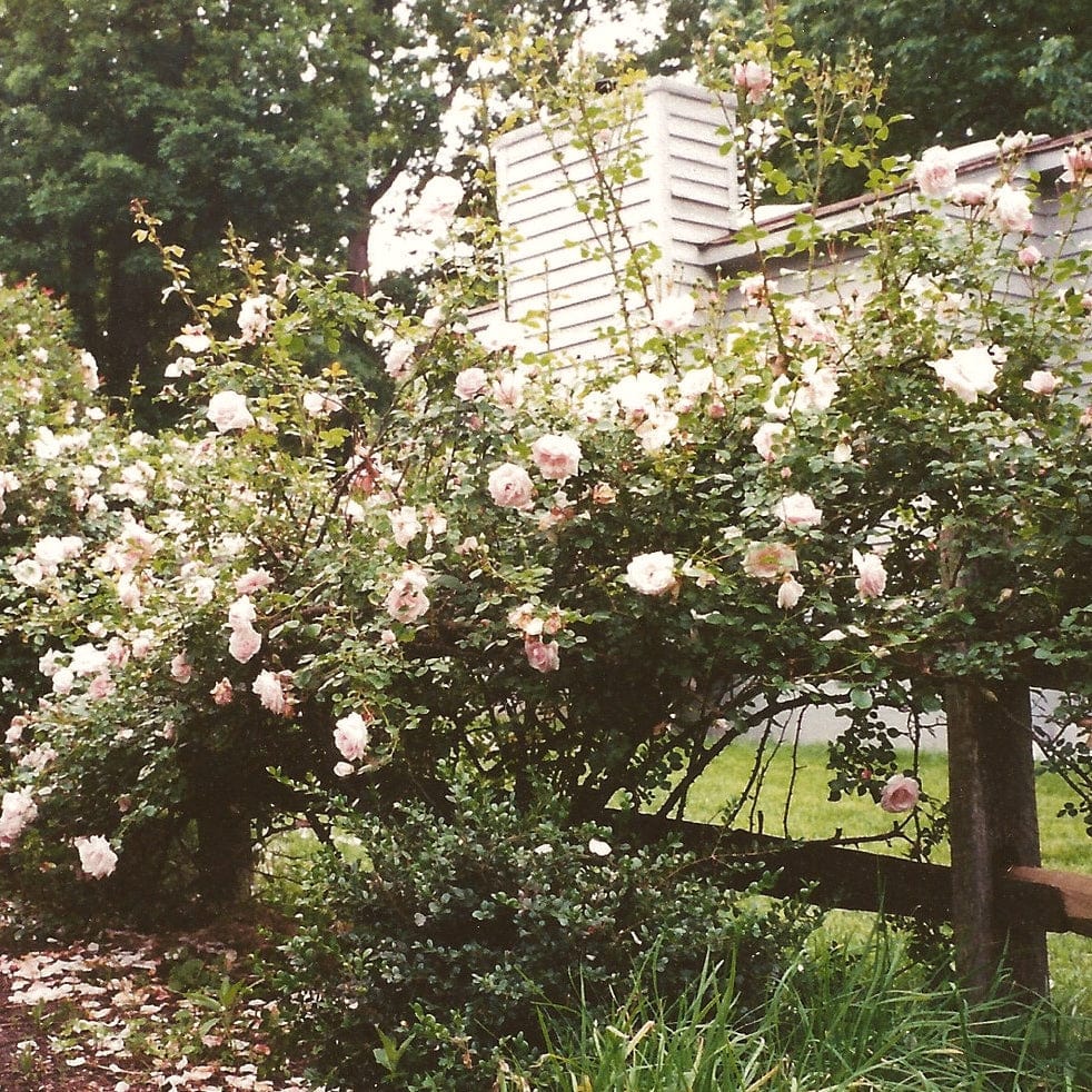 'New Dawn' Climbing Rose - Roots Plants