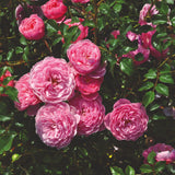 Shrub Rose 'Punch Pixie®' | 4.5L Pot Shrubs