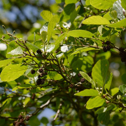 Grey Alder Hedging | Alnus incana Shrubs