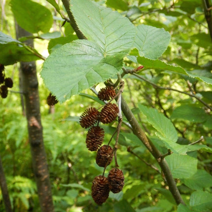 Grey Alder Hedging | Alnus incana Shrubs